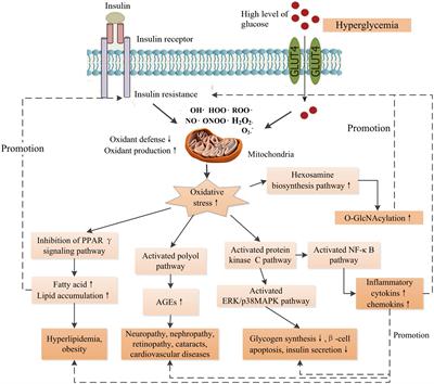 Mushroom polysaccharides with potential in anti-diabetes: Biological mechanisms, extraction, and future perspectives: A review